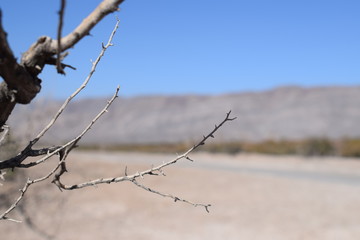 Fototapeta na wymiar Dry bush-5