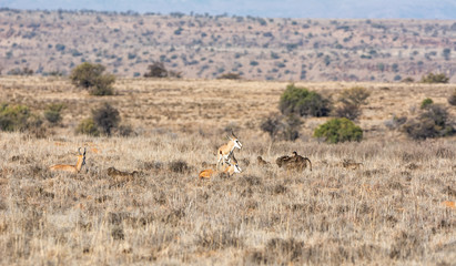 Springboks And Baboons