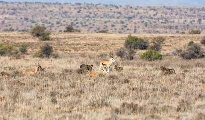 Springboks And Baboons