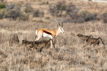 Springboks And Baboons
