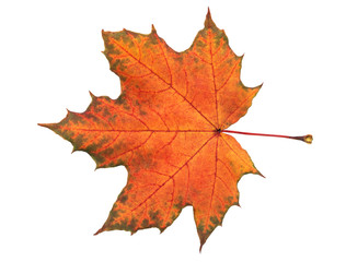 Close-up of maple autumn leaf on white. Save work path.
