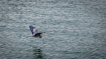 Blue heron glides over the calm bay of San Francisco