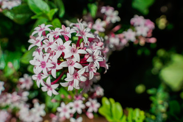 Pink flower, morning light, bright colors, close-up