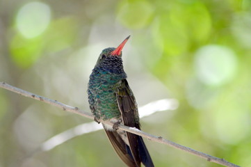 hummingbird on branch