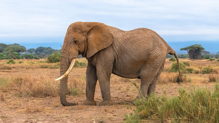 Naklejka na ściany i meble Big dusty elephant walking in the savannah, profile portrait