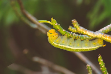 Caterpillars eating leaves