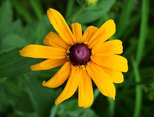 yellow flower on green background