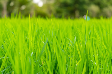 Blurred background of young rice plants