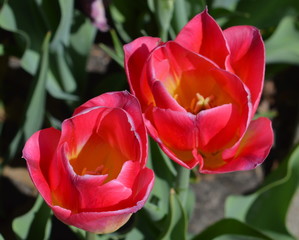 red tulips in the garden