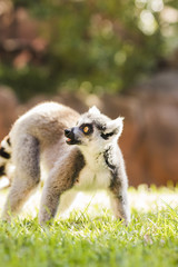 Obraz premium Lemur