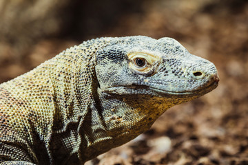 Komodo dragon
