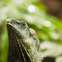 Frilled lizard