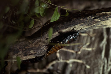 African cockroach