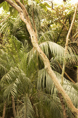 Naklejka premium Animal habitat