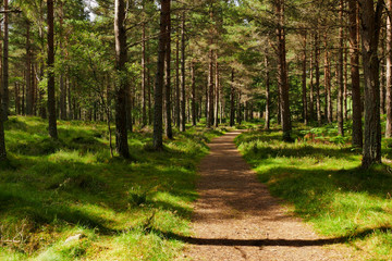 Fototapeta premium Scottish Woodland Walk