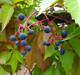 Wild berry small blue grape grapes with green leaf leaves berries on the fence 