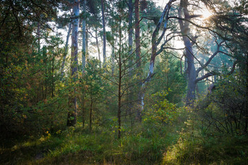 Sonne scheint in den Wald mit Nebel im Herbst