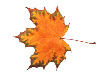 Autumn maple leaf isolated on white background. Save work path.