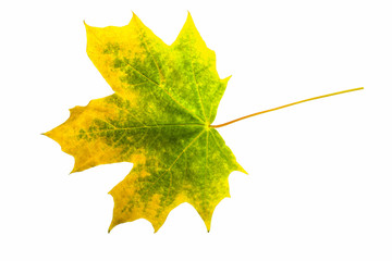 Close-up of maple autumn leaf on white. Save work path.