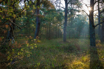 Sonne scheint in den Wald mit Nebel im Herbst