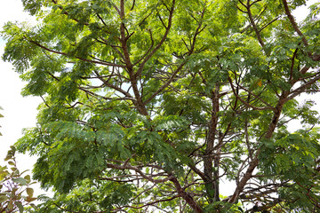 Chapada dos Guimaraes, located in Brazil, the capital of Mato Grosso State. It is the geographic center of South America