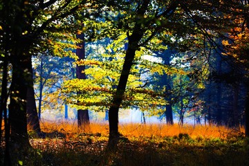 Trees and meadow glade in isolated clearing of German forest glowing bright golden in afternoon autumn sun -  Brüggen, Germany