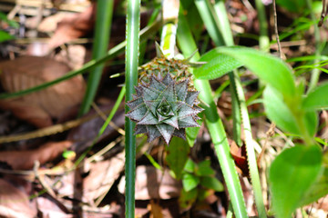 Chapada dos Guimaraes, located in Brazil, the capital of Mato Grosso State. It is the geographic center of South America