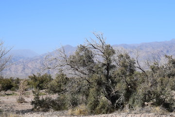 Desert bush