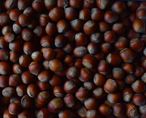 hazelnuts hazelnuts are a large number of