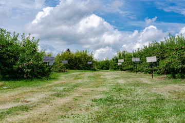 Fototapeta na wymiar An orchard lane with signs depicting types of apples. Blue dramatic sky.