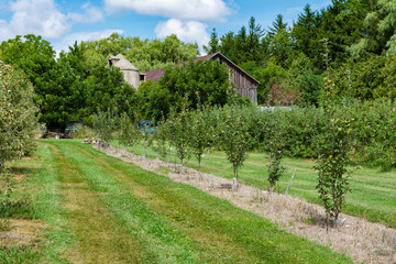 Looking down an old apple orchard at an old barn and silo peaking out of the trees.