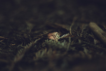 Leaf