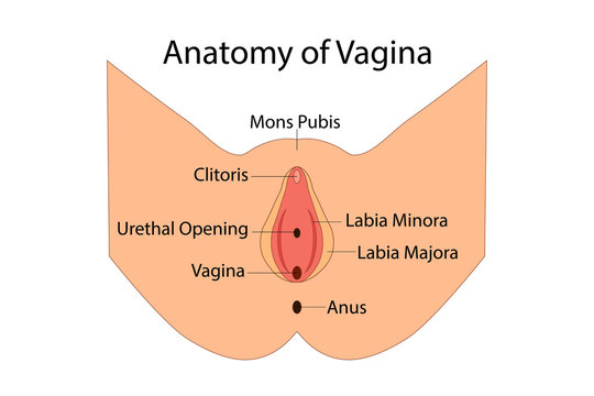Anatomy of Vagina, medical vector illuatration isolated