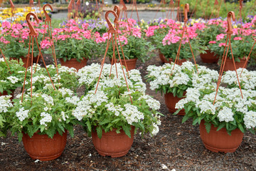 Fototapeta na wymiar Beautiful verbena flowers growing in pots in outdoor garden shop