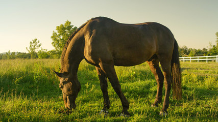Stunning dark black stallion on pasture grazing grass on sunny field