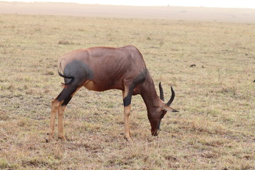 Topi grazing, Masai Mara National Park, Kenya.