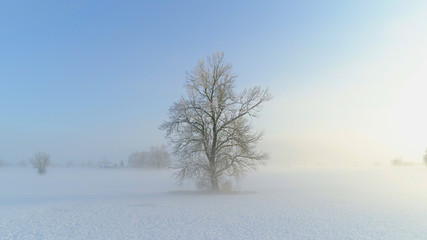 Fototapeta na wymiar AERIAL TIME WARP: Flying around icy tree on foggy field in cold winter morning