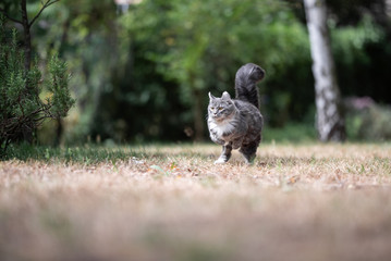playful young blue tabby maine coon cat with white paws and fluffy tail running on dry grass outdoors in the garden on a hot and  sunny summer day looking ahead