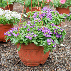 Beautiful verbena flowers growing in pots in outdoor garden shop