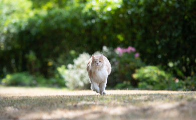 front view of a young cream tabby ginger maine coon cat running towards camera on dried up grass outdoors on a hot and sunny summer day looking at camera