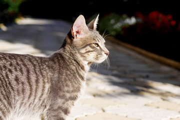 grey tabby cat squinting at the sunlight