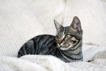 grey tabby cat sitting on white pillows and looking aside