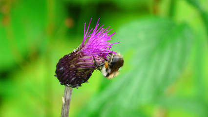 Lila Waldblume mit Hummel isoliert