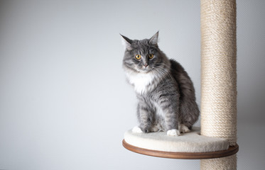 young playful blue tabby maine coon cat with white paws on scratching post platform in front of white background with copy space looking curiously