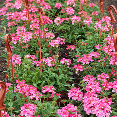 Beautiful verbena flowers growing in pots in outdoor garden shop