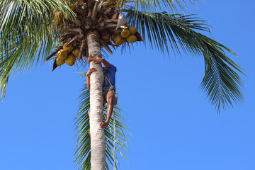 Man climbing coconut trees to harvest in the garden at Samui island