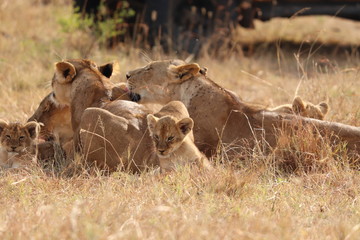Lion cub with family, Masai Mara National Park, Kenya.