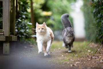 playful young cats running towards camera outdoors in the back yard playing chasing each other looking at camera