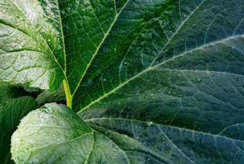 squash leaf