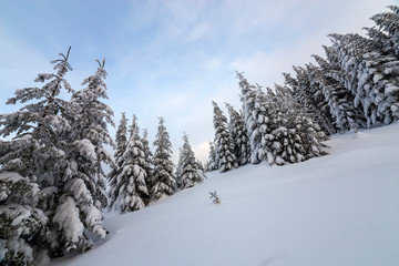 Beautiful winter mountain landscape. Tall dark green spruce trees covered with snow on mountain peaks and cloudy sky background.